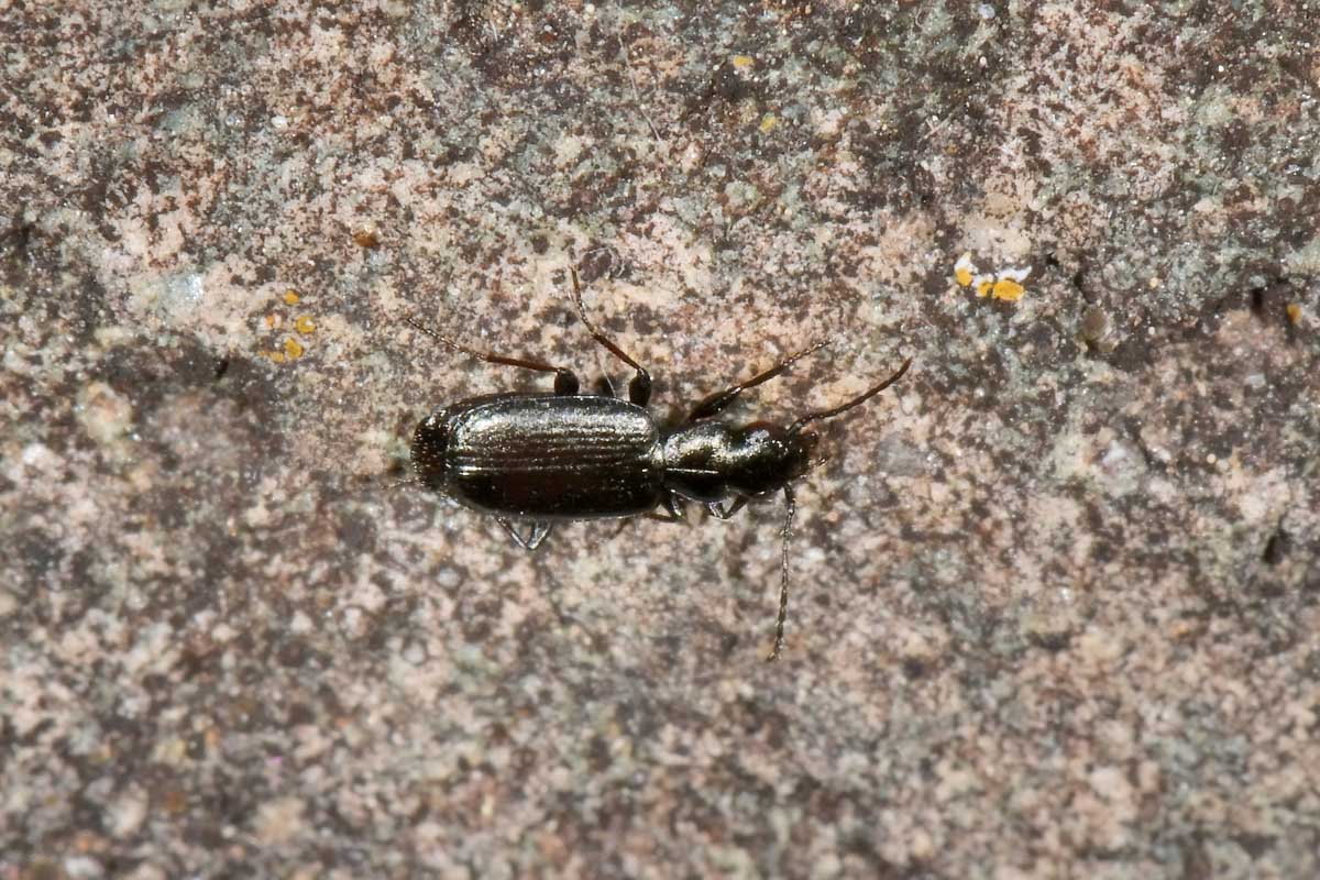 Carabidae: Apristus europaeus: il 